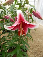 [4311 King Solomon GA No02.JPG]